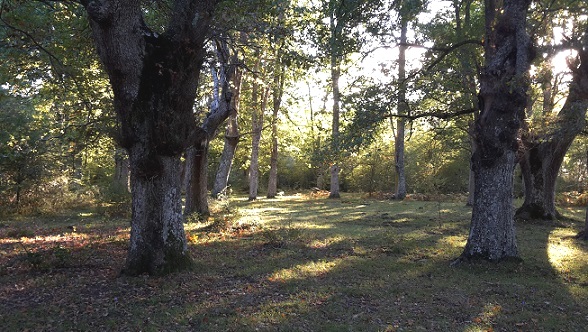 imagen Silencio-meditacion-oracion